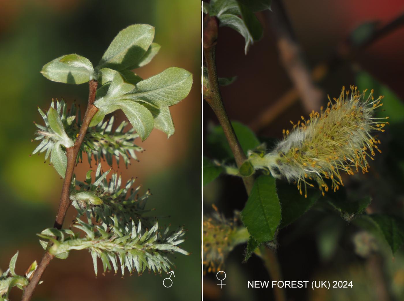 Sallow, Common flower